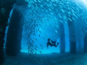 1402438689003-Frederiksted-Pier-Diving
